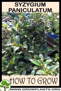 How to grow Syzygium paniculatum