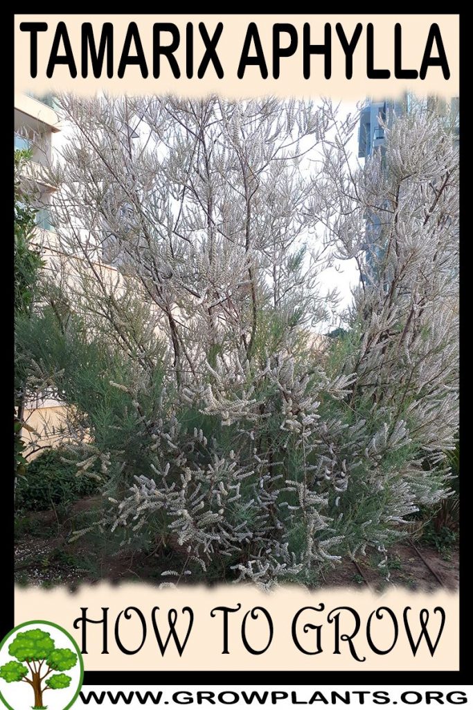 How to grow Tamarix aphylla