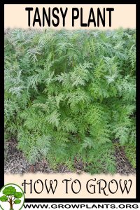 How to grow Tansy plant