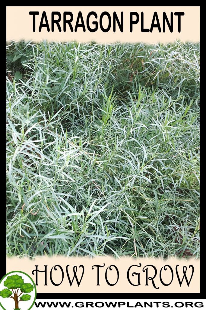 How to grow Tarragon