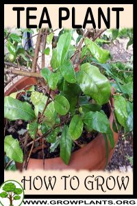 How to grow Tea plant