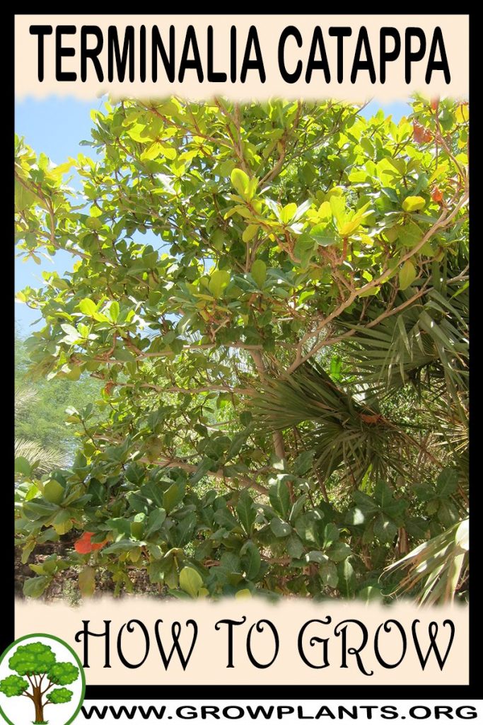 How to grow Terminalia catappa