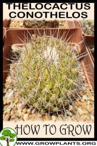 How to grow Thelocactus conothelos