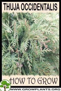 How to grow Thuja occidentalis