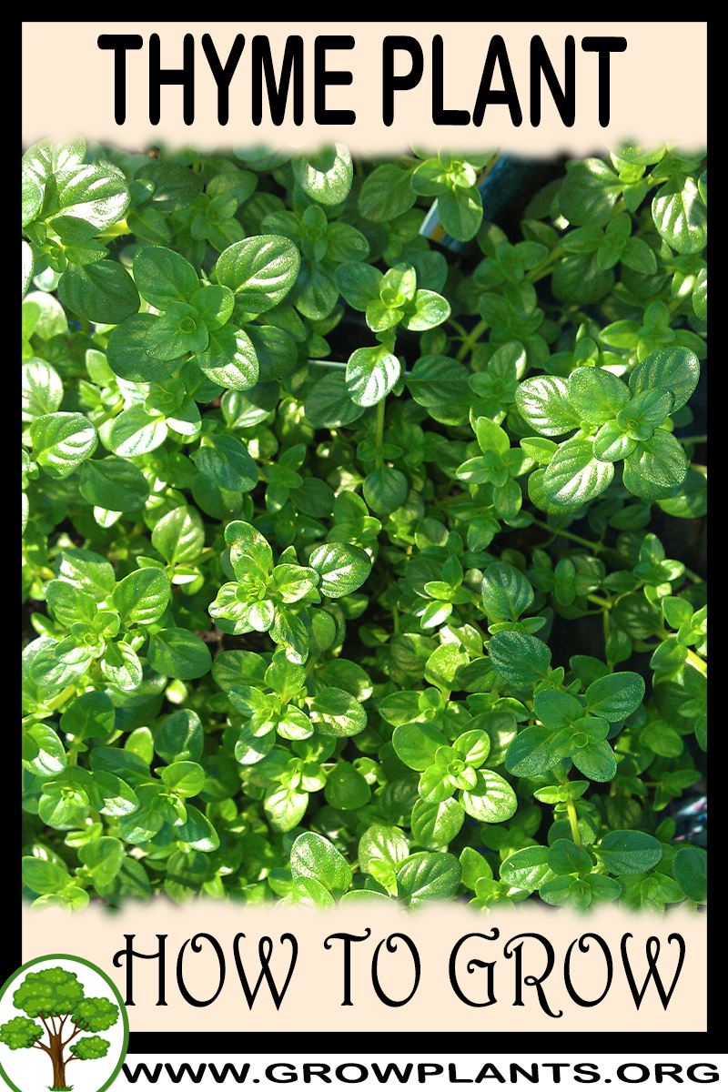 How to grow Thyme plant