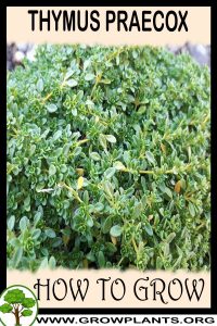 How to grow Thymus praecox