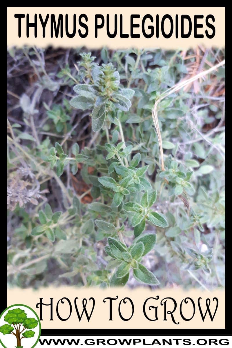 How to grow Thymus pulegioides