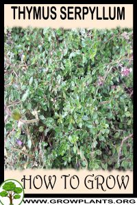 How to grow Thymus serpyllum