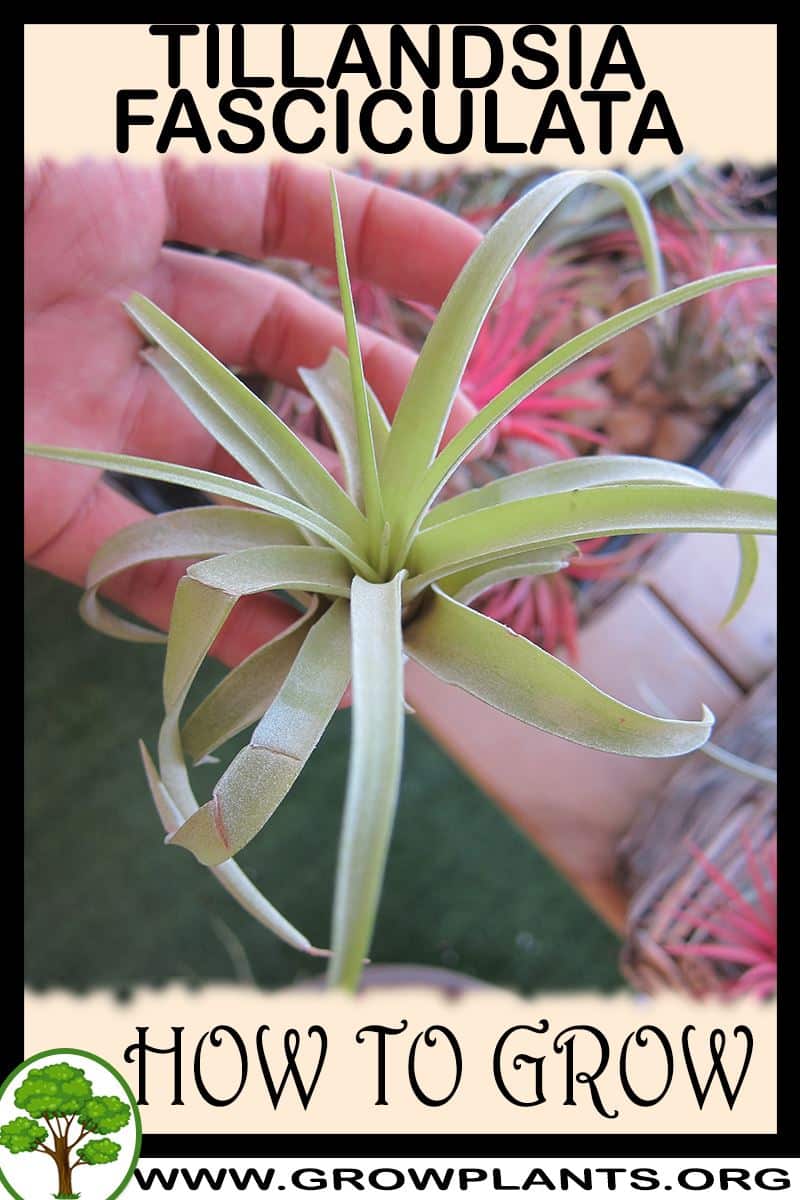 How to grow Tillandsia Fasciculata