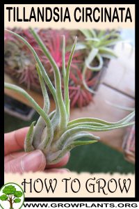 How to grow Tillandsia circinata