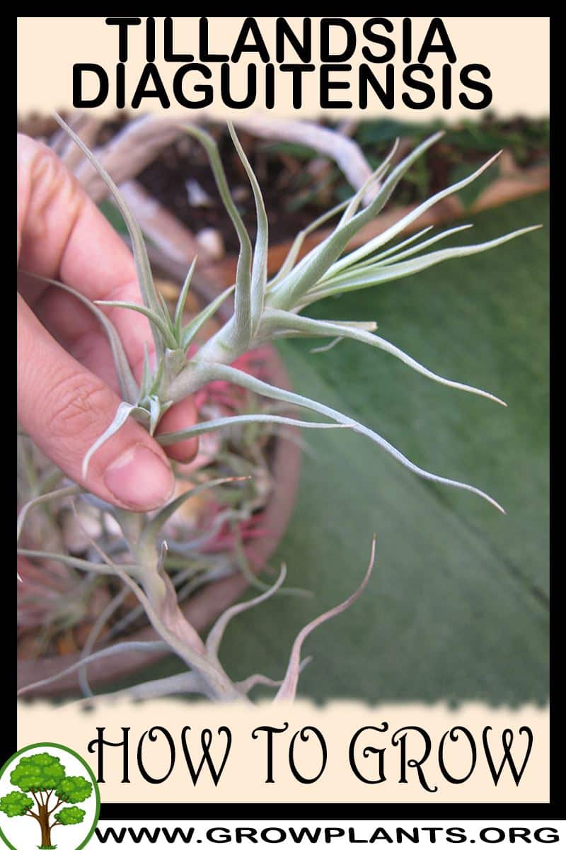 How to grow Tillandsia diaguitensis