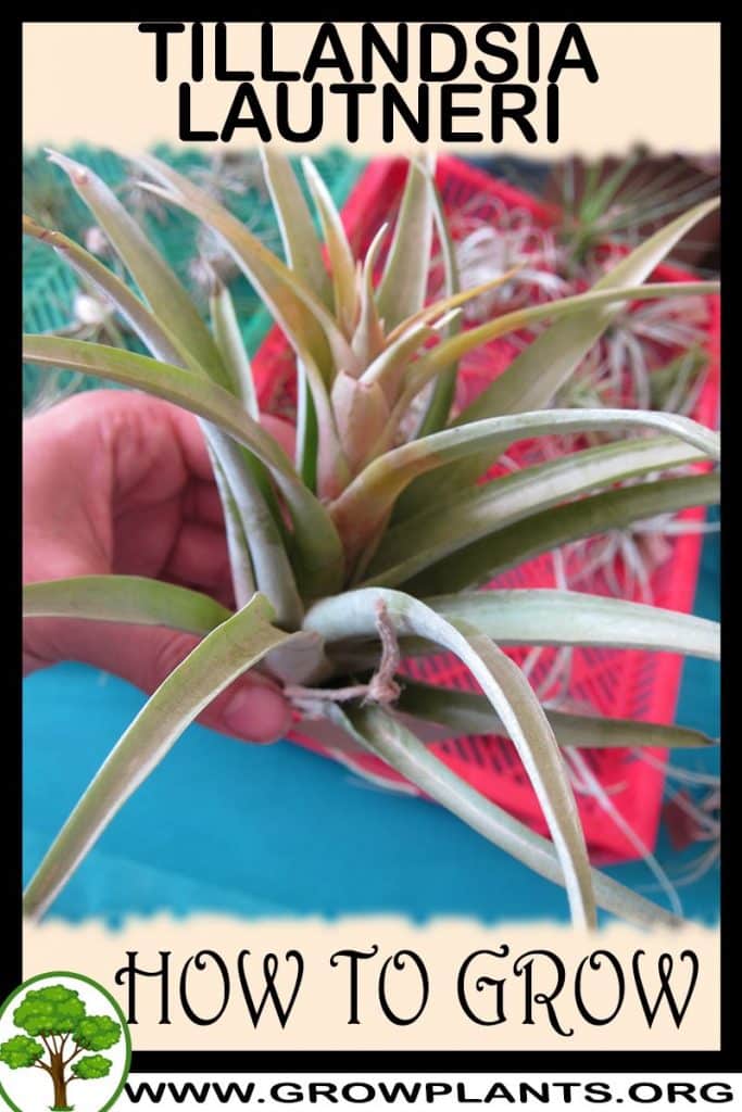 How to grow Tillandsia lautneri