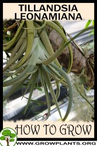 How to grow Tillandsia leonamiana
