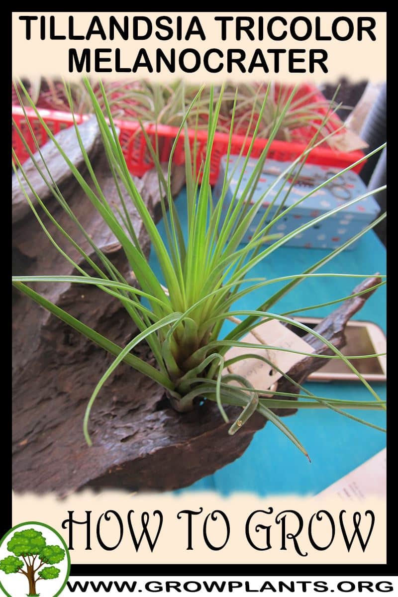 How to grow Tillandsia tricolor melanocrater