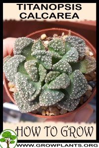 How to grow Titanopsis calcarea