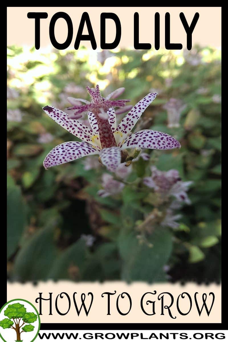 How to grow Toad lily