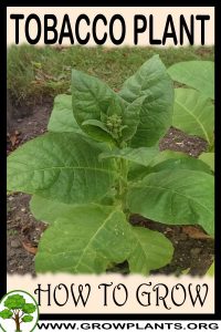 How to grow Tobacco plant