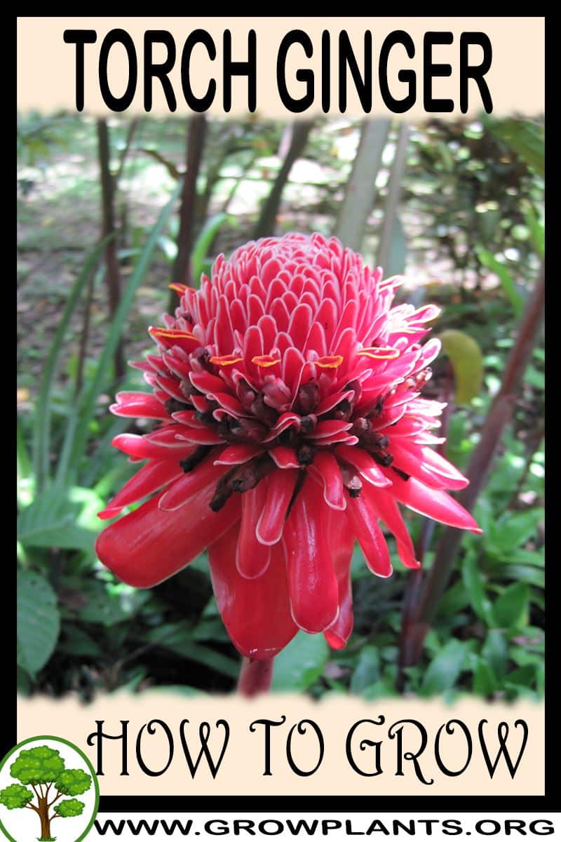 How to grow Torch Ginger