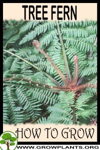 How to grow Tree fern