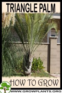 How to grow Triangle Palm