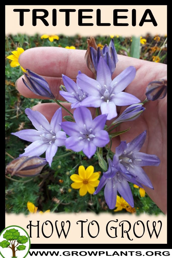 How to grow Triteleia