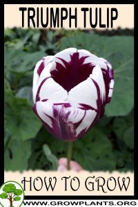 How to grow Triumph tulip