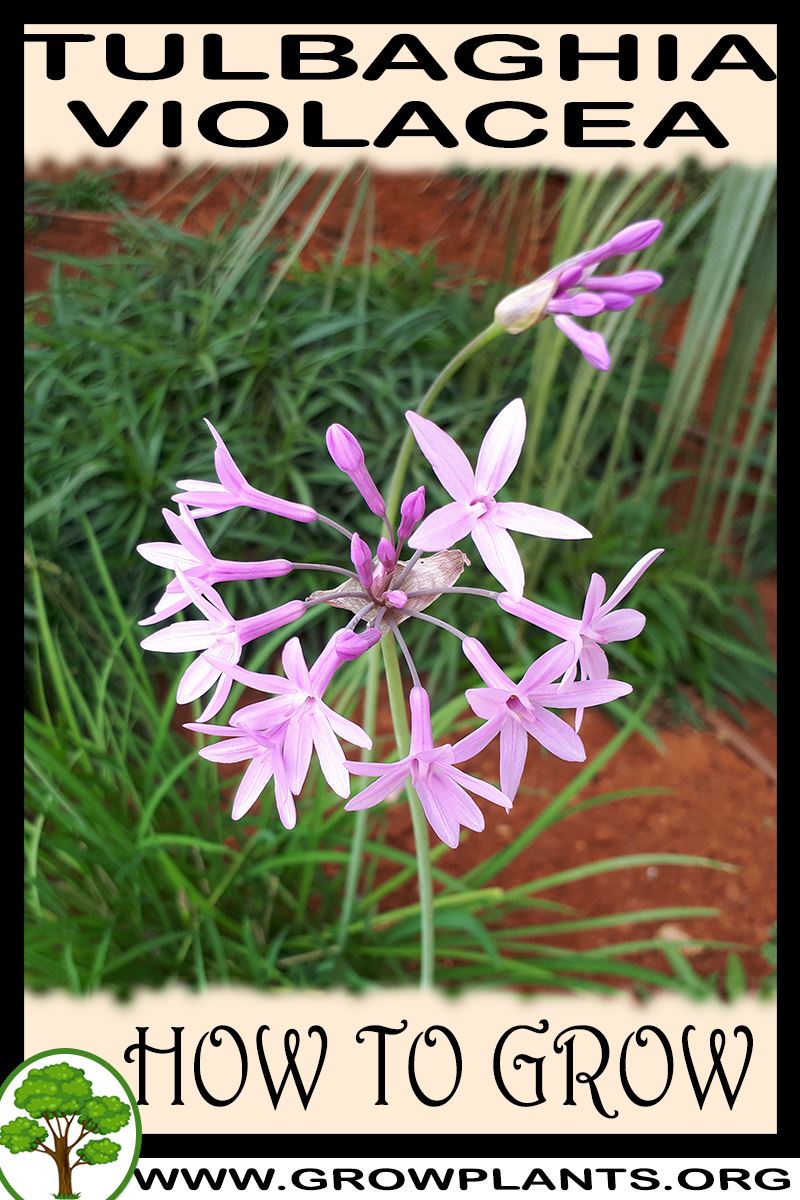 How to grow Tulbaghia violacea