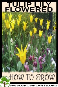 How to grow Tulip lily flowered