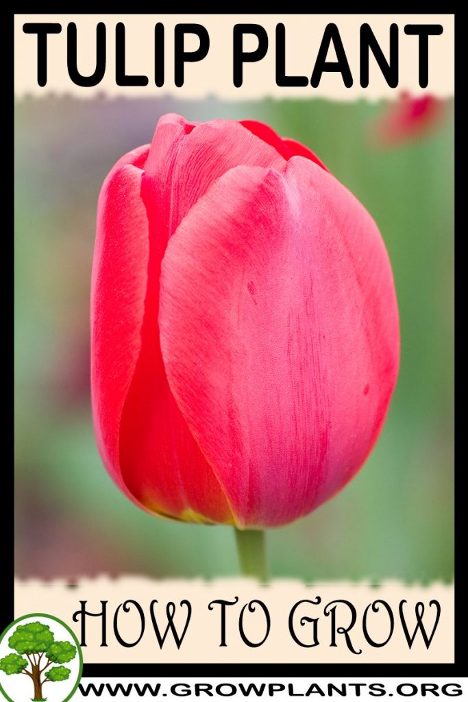 Tulip plant - How to grow & care