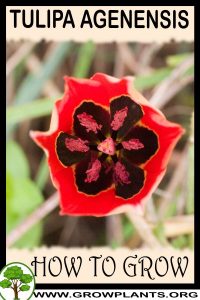 How to grow Tulipa agenensis