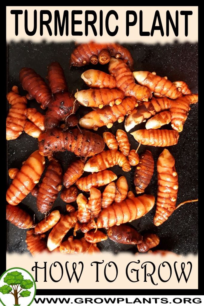 How to grow Turmeric