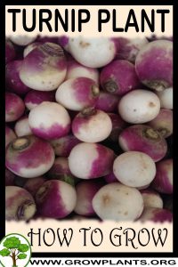 How to grow Turnip plant