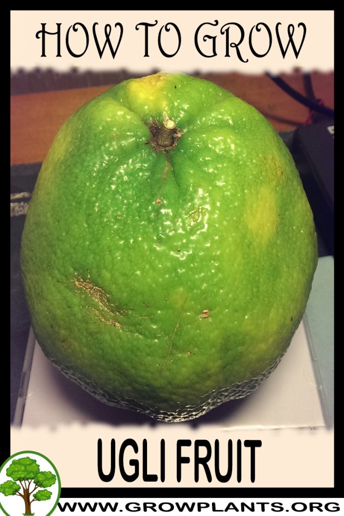 Ugli fruit online