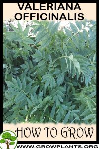 How to grow Valeriana officinalis
