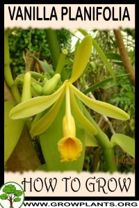 How to grow Vanilla planifolia