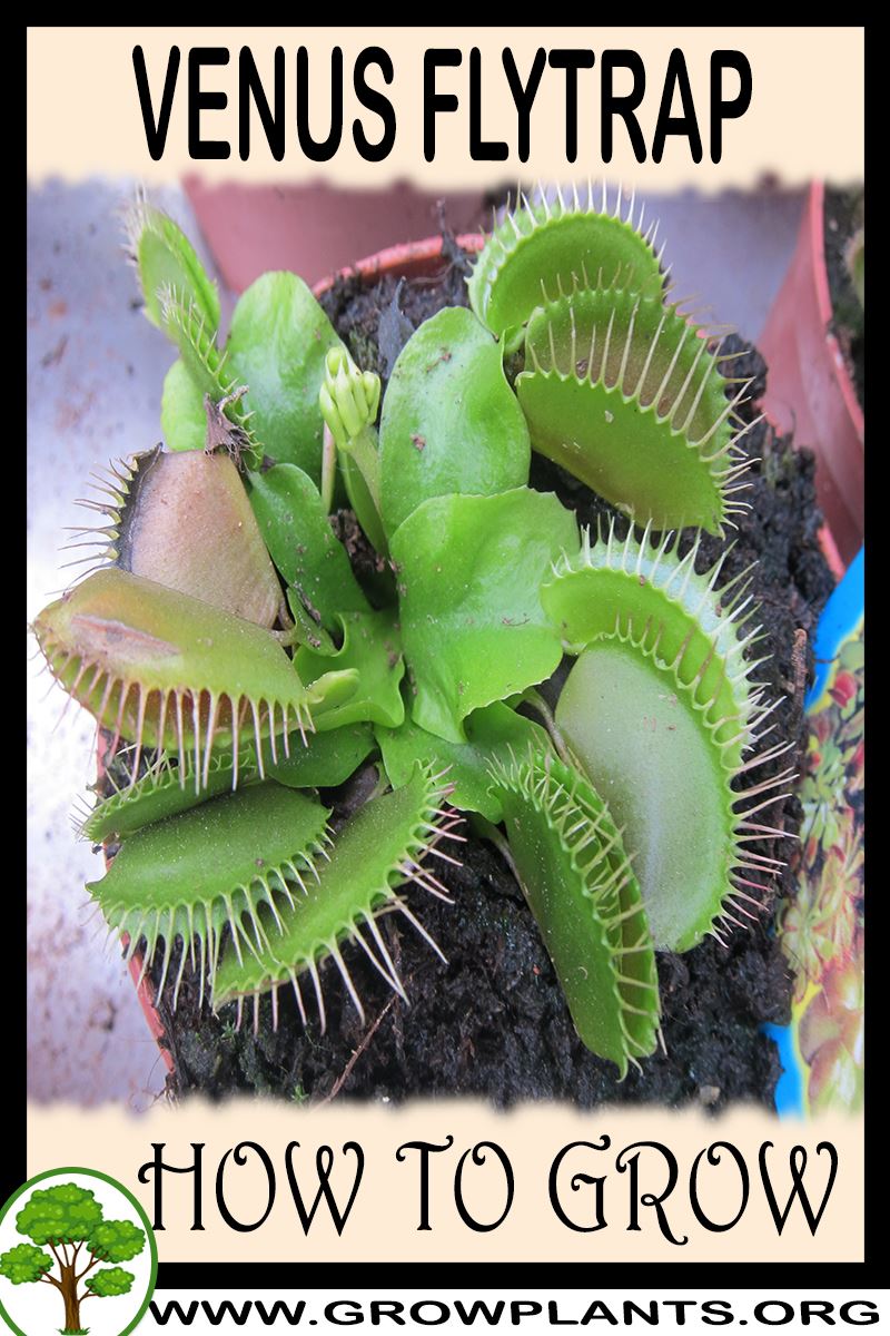 How to grow Venus flytrap