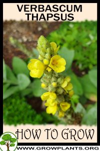 How to grow Verbascum thapsus