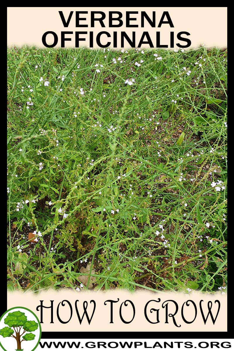 How to grow Verbena officinalis