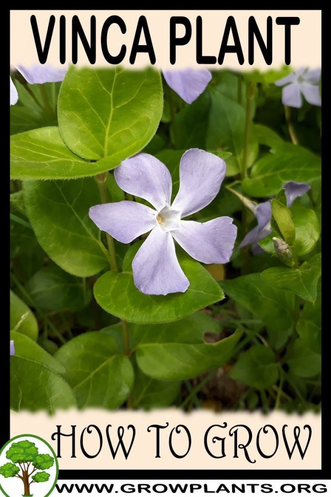 How to grow Vinca