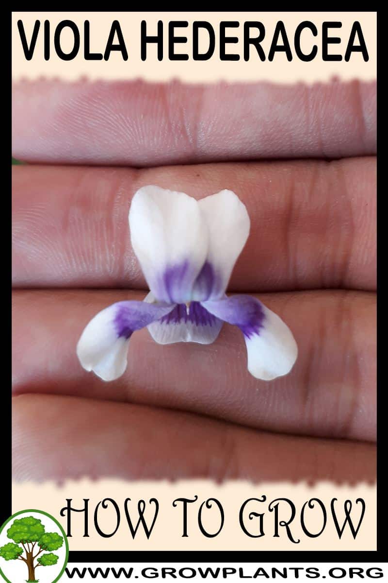 How to grow Viola hederacea