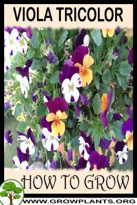How to grow Viola tricolor