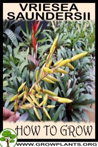 How to grow Vriesea saundersii