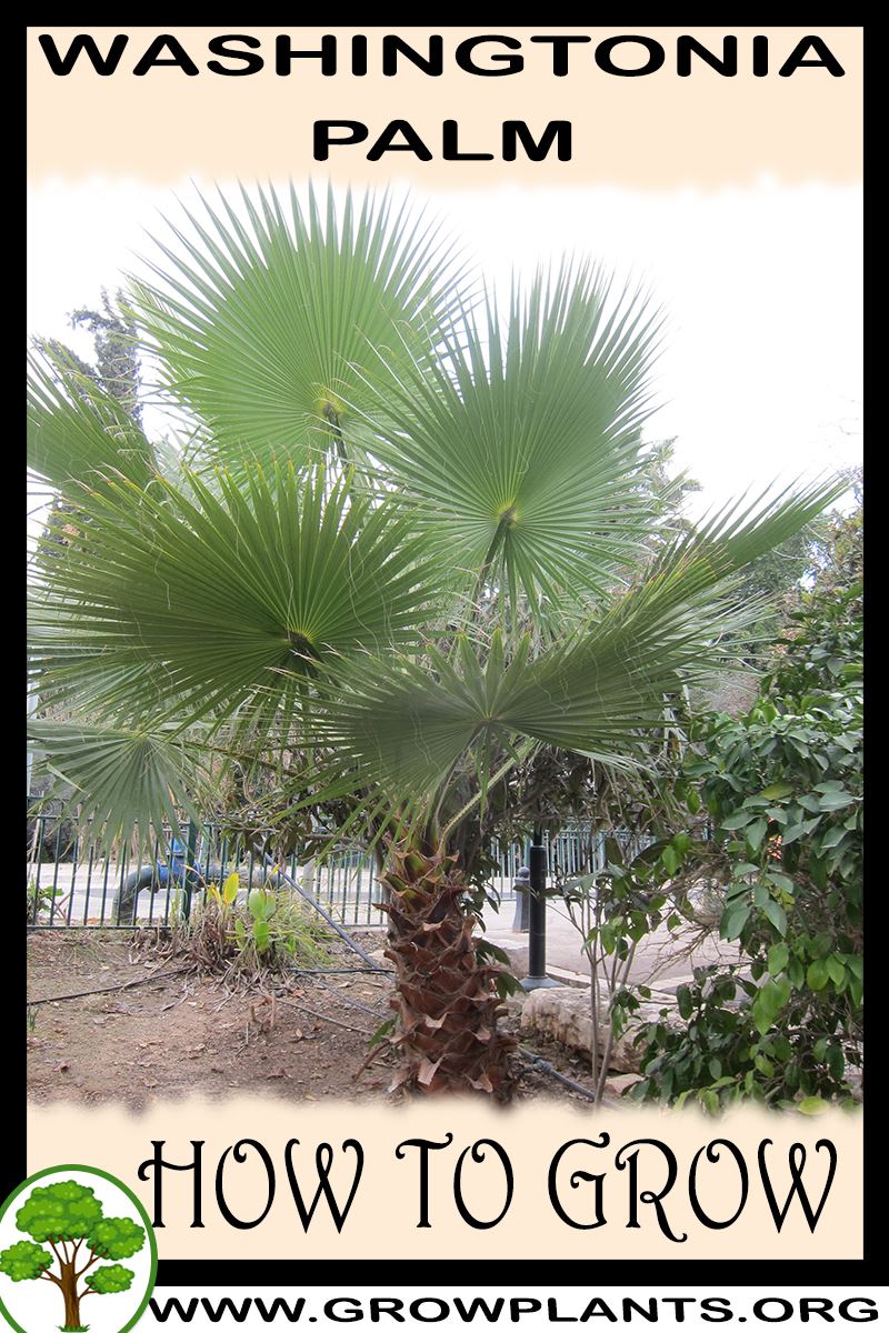 How to grow Washingtonia palm
