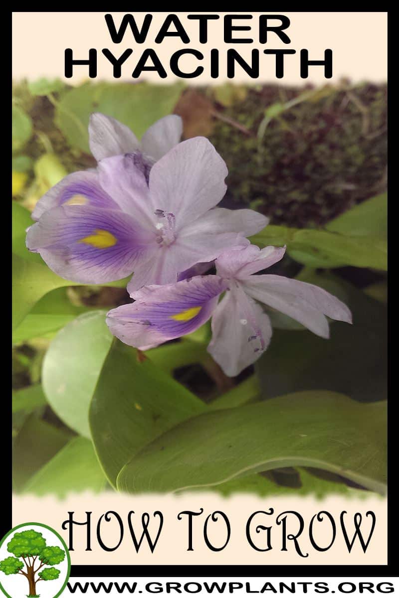 How to grow Water hyacinth