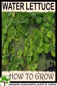 How to grow Water lettuce