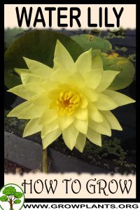 How to grow Water lily