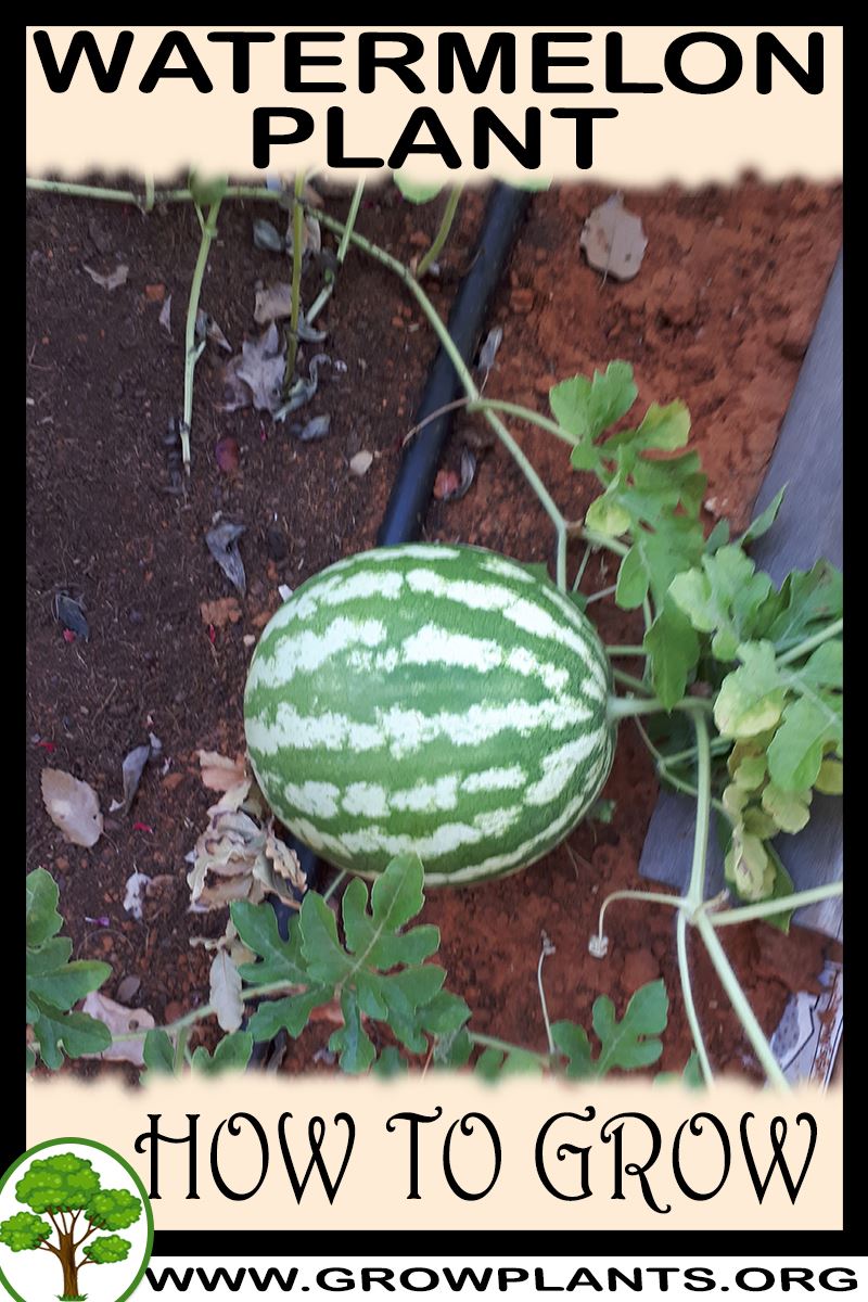 How to grow Watermelon plant
