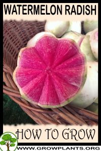 How to grow Watermelon radish
