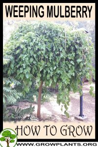 How to grow Weeping mulberry