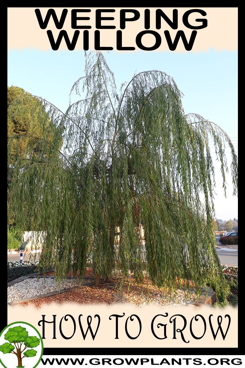 How to grow Weeping willow